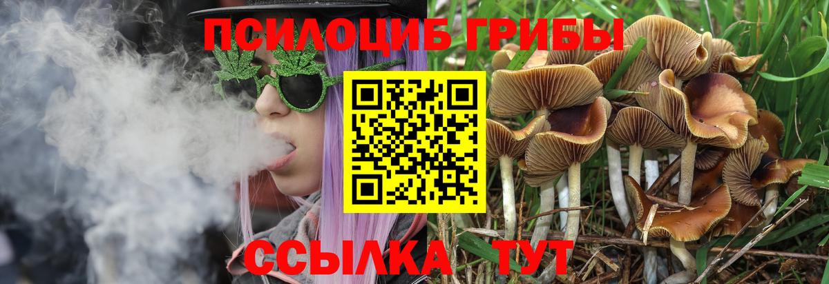 Татарск  Псилоцибиновые грибы Psilocybe  Вход с VPN 